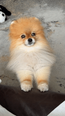 Pomeranian dog stands on hind legs in Khimki