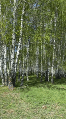 Rural spring morning captured in birch forest pastoral scenes