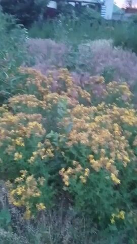 The video shows a blurred, low-light outdoor scene with a focus on vegetation. In the foreground, there are clumps of green plants with clusters of small, yellow flowers. Behind these, there is a patch of plants with a purplish-pink hue. The background is indistinct, suggesting foliage and possibly a structure. The camera appears to be moving, causing the blur. There are no people or discernible actions visible.