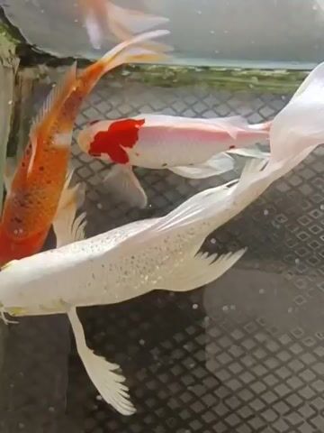 The video shows three koi fish swimming in a tank. The fish are of different colors: orange and white, white with red markings, and solid white. The tank appears to be shallow and has a black mesh on the bottom. The lighting suggests the tank is outdoors or near a window. The fish are moving gracefully through the water, with their fins extended.