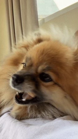 Pomeranian dog spotted relaxing and playing in Cuautla home