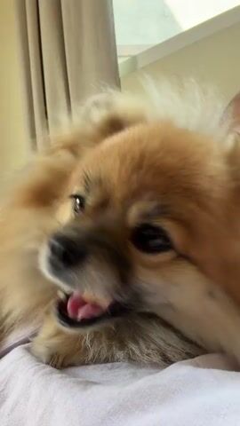 A small, fluffy, tan-colored dog lies on a light-colored surface, chewing on a small, cylindrical treat. The dog faces partially left, with a window and neutral-toned curtains visible in the background. The dog chews on the treat, opening its mouth and moving its tongue around.