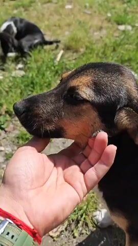 The video features a young girl interacting with two different dogs in an outdoor, grassy setting. Initially, a close-up shows a person's hand gently holding the face of a small tan and black puppy. The puppy then turns its head to the side. The scene shifts to a black and white dog sitting on the grass, looking upward. A young girl with blonde braids, wearing a pink t-shirt with heart patterns and pink shorts, approaches the black and white dog and begins to pet it while crouching. The background includes trees, a white building, and concrete structures.