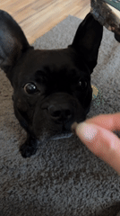 French Bulldog receives treat from owner in Burgas