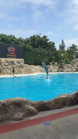 The video shows a dolphin show at Loro Parque, an animal theme park. In the foreground, there is a pool of blue water with artificial rock formations around it. A dolphin is shown leaping out of the water in the middle of the frame. In the background, a large screen displays the Loro Parque logo. There are trees and a cloudy sky visible beyond the screen. Two people are standing on the edge of the pool near the rock formations. The video captures the dolphin mid-air during its jump.