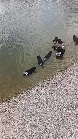 A group of black and white ducks swim in a shallow body of water near a pebble-covered shore. In the background, there is a calm lake with a boat, a building with a white tent-like roof, green hills, and a cloudy sky.