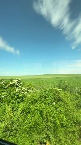 The video shows a landscape seen from a moving vehicle, likely a train. In the foreground, there's lush green vegetation, with some bushes featuring white flowers. Beyond the bushes, the landscape opens up to a flat, green field, possibly farmland. The sky above is bright blue with scattered white clouds. The overall atmosphere suggests a sunny, rural environment. A reflection on the window can be seen at times, obstructing the view.