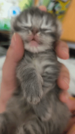 Newborn kittens resting with their mother