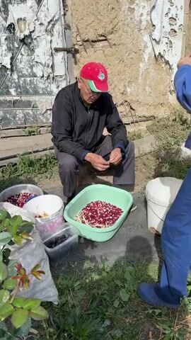 An elderly man wearing a red cap with a green and white emblem, a dark jacket, and dark pants is sitting on a small stool outdoors. He is wearing glasses and is holding a dried bean pod in his hands, his fingers are peeling it open. In front of him is a large, light green plastic basin filled with shelled red and white beans, and some dry bean husks. To his left, there are several buckets and a white plastic bag. One bucket contains more red and white beans, another appears to hold dark berries. To his right, there is a white bucket. The man is focused on the bean pod he is holding. The ground is covered with grass and dirt. Behind him is a rough, weathered wall of a building with a metal door. The overall scene depicts the process of harvesting and shelling beans.