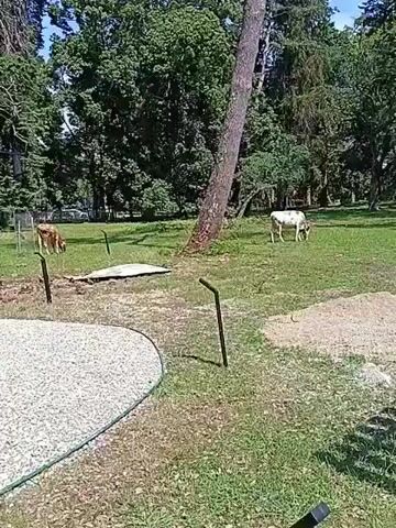 This media file captures a tranquil outdoor scene likely in Gulrypsh, Abkhazia, on a clear, sunny day. The setting is a park or garden area with lush green grass, mature trees, and a gravel pathway that curves into the foreground. Several cattle graze in the background, adding to the idyllic, pastoral atmosphere.

A prominent feature is a large, gnarled tree with a wide trunk and expansive branches, around which a unique, curved wooden bench is built. The bench follows the contour of the tree's base, creating an inviting space for visitors to rest and admire the natural beauty.

In the foreground, a young child, wearing a blue long-sleeved shirt with a colorful rainbow design, stands near a short, black metal post. The child appears curious, looking around the area. The overall mood is peaceful and serene, suggesting a leisurely day spent outdoors. The time of day appears to be midday or early afternoon, judging by the bright sunlight and the shadows cast on the ground. No visible text is present in the media file.