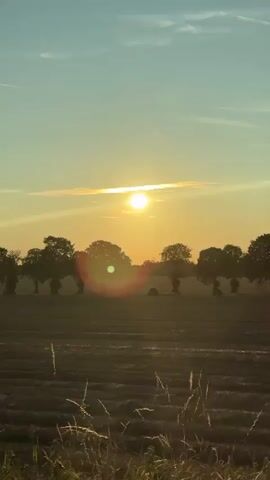 The video shows a slow pan across a field at sunset. The sun is visible in the sky, low on the horizon, casting a warm glow over the landscape. A line of trees stretches across the middle ground, silhouetted against the bright sky. In the foreground, dry grass and stalks are visible, with some blades catching the sunlight. The overall scene is serene and peaceful, with the natural beauty of a sunset captured.