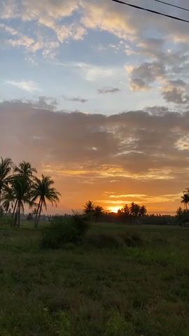 A video captures a sunset over a field with palm trees. The sun is setting behind a line of palm trees, casting a warm orange glow across the sky. Clouds are scattered across the sky, tinged with pink and orange from the setting sun. In the foreground, a grassy field stretches out, with some scattered bushes and trees. The video appears to be taken from a stationary position.