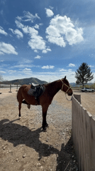 Horse riding activities documented in rural Теплоозёрск, Russia