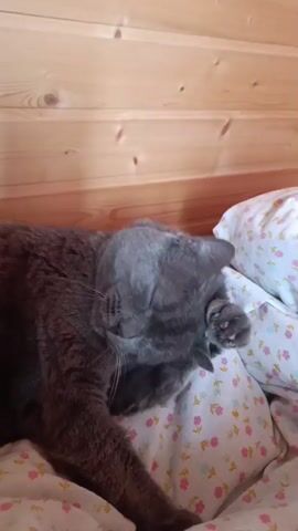 A grey cat is lying on its side on a bed. It is grooming its paw with its tongue. The cat is wearing a blue and white collar. The bed is covered with a floral patterned blanket and pillows. The background is a wooden wall.