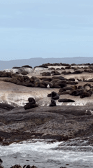 Seal colony crowding a rocky outcrop in Hout Bay