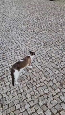 A cat walks across a cobblestone path. The cat is mostly white with brown markings on its head, back, and tail. The cat walks from right to left across the frame.