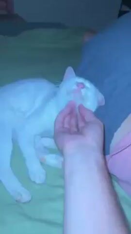Here's a concise description of the video:

A person is petting a white cat on a green bed. The cat is lying down with its eyes closed, appearing relaxed and content as the person strokes its face and neck. The person's hand is visible, and they are wearing grey shorts. A pink shirt is also visible near the edge of the frame. The room appears dimly lit.