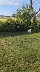 Dogs, garden plants, and home gear on a quiet morning