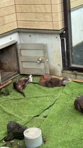 The video shows two otters on a patch of artificial grass. The otter on the left is facing right, with its back to the viewer, and appears to be grooming itself. The otter on the right is lying down, facing left, with its head resting on its paws. The environment appears to be an enclosure, possibly at a zoo or wildlife sanctuary, with a building in the background and a small door. There are also some rocks and a white cylindrical object visible on the grass.