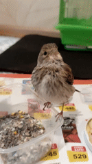 Fledgling bird hand-fed at home alongside everyday domestic scenes
