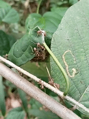 Morning insect activity documented in natural setting over 40 minutes