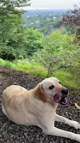 A light-colored Labrador retriever lies down on a gravelly surface, facing right, with a verdant landscape and a distant town visible in the background. The dog’s head is turned slightly upwards and to the right. Trees and foliage surround the scene, with a cloudy sky above.