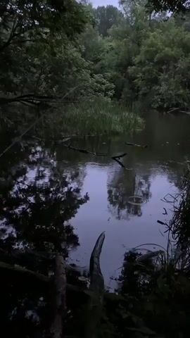 This video captures a serene natural scene by a body of water in Lenino, Russia, likely during a calm, overcast day, possibly at dusk or dawn given the low light. The water's surface is dark and reflective, mirroring the dense green foliage of trees and reeds that surround it. The camera pans slowly, offering a contemplative view of the tranquil environment.

The primary subjects are the natural elements: a calm body of water, its surface disturbed by gentle ripples, and the abundant vegetation. Tall reeds grow in clumps within and along the water's edge, while trees form a thick, dark canopy in the background, obscuring the sky. Fallen branches and logs are visible, some submerged in the water, others resting on the banks, adding to the wild, untamed aesthetic.

There is no discernible activity or event taking place, reinforcing the sense of stillness and peace. The focus is purely on the natural landscape and its quiet beauty. The notable details include the overall dim lighting, suggesting either early morning or late evening, and the presence of water, indicating a lake, pond, or slow-moving river. The dense greenery points to a temperate climate, and the location cues are limited to the provided context of Lenino, Russia.

The overall emotion evoked is one of tranquility, peacefulness, and a sense of being immersed in nature's quietude. The lack of human presence and the subdued lighting contribute to a feeling of solitude and introspection. No visible text is present in the media file.