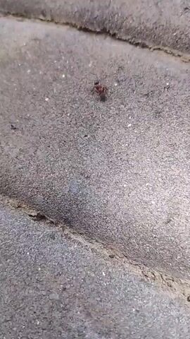 The video captures a close-up view of ants on a textured, greyish-pink surface that appears to be paving stones. The scene is likely outdoors, given the natural textures and the presence of insects. The lighting suggests it might be daytime, but the specific time or weather conditions are not discernible.

The primary subjects are several ants, some of which are actively moving across the stones. One ant, in particular, is more prominent in the initial frames, showing its distinct segmented body and antennae. Another ant is observed in closer proximity to what seems like a small, dark object or another insect. In later frames, a second ant, dark in color and more elongated, appears near the red-tinted paving stone, interacting with the area where the first ant was. There is also a hint of green moss or plant growth in the crevices between the stones, further indicating an outdoor setting.

The activity depicted is the movement and potential interaction of ants. The camera angle is low, focusing on the ground-level activity. No text is visible in the media file. The overall impression is a candid, observational glimpse into the miniature world of ants navigating their environment. The location context of Kavetchyna, Ukraine, adds a geographical element to the scene, suggesting this is a common sight in that region.