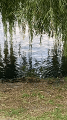 Ducks and a squirrel share a willow-lined waterside in Chișinău