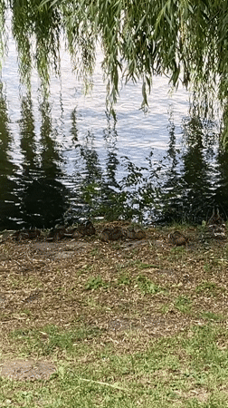 Ducks and a squirrel share a willow-lined waterside in Chișinău