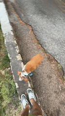 Morning coastal walk with dog documented in Montenegro