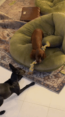 Dogs go hard on a rope toy on a Friday afternoon