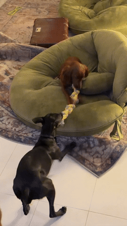 Dogs go hard on a rope toy on a Friday afternoon