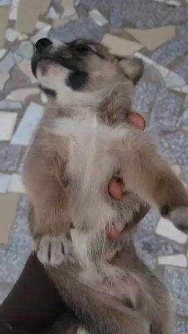A person with dark skin is holding a tan and black puppy in their hand. The puppy is looking up. The background is a tiled floor.