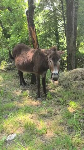 A brown donkey stands in a grassy area with trees in the background. It is tethered to a wooden post with a rope. The donkey is wearing a halter. The sun is shining, and there is a pile of hay to the right of the donkey. The video is short, lasting only a few seconds.