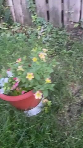 This video shows a slightly blurry, outdoor scene featuring a wooden fence in the background. In the foreground, there is grass, several potted plants, and some garden decorations.  Specifically, there are plants with pink and yellow flowers in the lower left, purple petunias in a green pot, and a white stork decoration with a red beak and red legs standing in the grass. Further back, there are large potted plants with white and pink flowers, as well as a raccoon figurine on the ground. The overall impression is that of a garden setting.