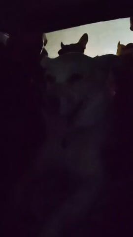 This media file depicts two dogs in a dark setting, possibly a car or a dimly lit room. The foreground is dominated by a lighter-colored dog with its face turned towards the camera. Its features are somewhat blurred due to the low light, but it appears to have large ears and a gentle expression. Behind and slightly above this dog, the silhouette of a second, darker dog is visible against a brighter background. This second dog has prominent, pointed ears. The background suggests a source of light, possibly a window or an opening, illuminating the scene from behind. The overall atmosphere is intimate and slightly mysterious due to the darkness. No text is visible in the media. The time of day is likely evening or night, given the darkness, and the location is suggested to be Somatne, India. The emotion conveyed is one of quiet companionship between the two animals.