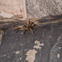 Large brown spider spotted on surfaces in Wilde, Argentina