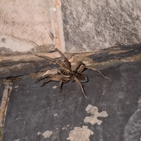 Large brown spider spotted on surfaces in Wilde, Argentina
