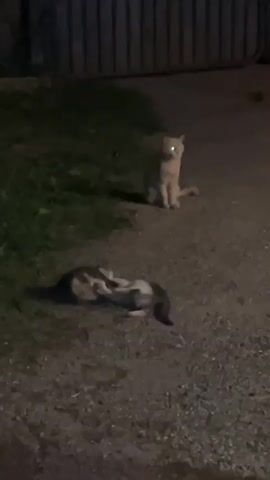 Three cats are on a gravelly dirt surface in what appears to be a dimly lit outdoor area, possibly at night. The cat on the right is an orange tabby, sitting and facing the camera with its eyes reflecting light. In the center, a black and white cat is lying on its back, kicking its legs. To the left, a smaller grey and white cat is standing and looking towards the black and white cat. A dark fence-like structure is visible in the background. The ground is rough and uneven, with some patches of grass on the left.