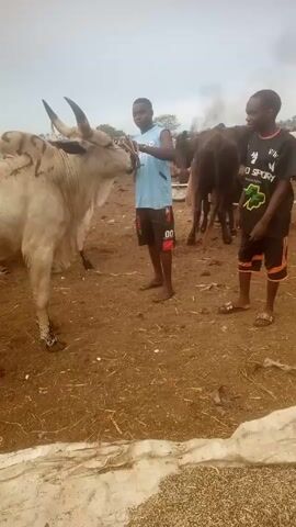 The video shows a cattle market in an outdoor location, likely in Africa. There are several people, all male, standing around a large, light-colored bull. One man is holding the bull by the halter. Other cattle are visible in the background. The ground is dirt, and there is a large piece of white fabric on the ground. The sky is overcast.