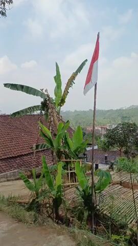 The video shows an Indonesian flag, which is red and white, flying from a wooden pole. The flag is positioned in the foreground, to the right of a cluster of banana trees with large green leaves. Behind the flag and trees, there are several houses with reddish-brown tile roofs, and a landscape of rolling hills covered in greenery. The sky is light blue with some white clouds. The overall impression is of a rural or semi-rural setting in Indonesia. The flag appears to be made of cloth and is slightly tattered in places. There are no people visible in the video. The camera appears to be handheld and is panning slightly from left to right.
