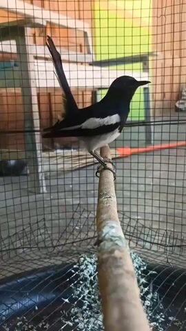 A black and white bird is perched on a branch inside a cage. The bird is facing to the right and its tail is held upright. The cage is made of black mesh and has a wooden frame. The background is blurred, but appears to be a room with wooden furniture. The bird is chirping.