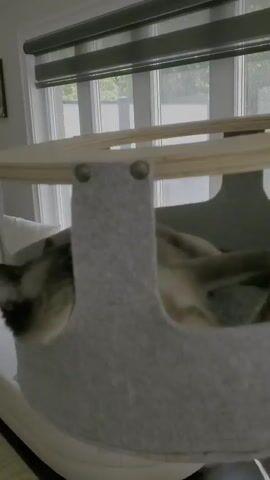 The media file shows a close-up view of a Siamese cat resting in a circular grey felt cat bed, which is suspended from a wooden frame. The cat is predominantly brown with darker markings on its face and ears, and has striking blue eyes. Its fur appears soft. The cat is curled up, partially visible in the opening of the felt bed, with its head resting on its paws.

The setting appears to be indoors, near a window. Through the window, blinds are visible, and beyond that, a glimpse of greenery and what might be a porch railing suggests an outdoor environment, possibly a backyard. The lighting indicates daytime, with natural light streaming in from the window. The overall mood is serene and peaceful, showcasing the cat in a moment of rest or relaxation. There is no visible text within the media file. The location context provided indicates Kitchener, Canada.