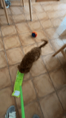 Morning floor cleaning with playful poodle in Montenegro home