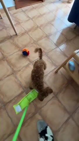 A person is using a mop to clean a tiled floor while a small brown poodle runs around it. The person is wearing shoes. There is a toy on the floor. There is also furniture in the room. The poodle seems playful.