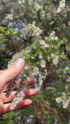 The video shows a hand gently touching a branch covered in tiny white flowers. The branch is part of a tree or shrub with fine, green needles. The background is a blur of green trees and a bright, slightly overcast sky. The focus is on the detail of the white flowers and the texture of the plant.