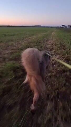 A fluffy dog with light brown fur is being walked on a leash outdoors during what appears to be twilight. The dog is seen from behind, walking away from the camera on a path through a grassy field. The leash, which is bright yellow, is visible extending from the dog's harness to the unseen person holding it. The sky in the background is a pale blue with hints of pink and orange, suggesting either sunrise or sunset. Scattered houses or buildings are visible in the distance on the right side of the frame, and a low horizon line with hills or a treeline is visible in the far distance. The ground consists of dry grass and dirt. The video is shaky, indicating it was likely recorded while walking or running.