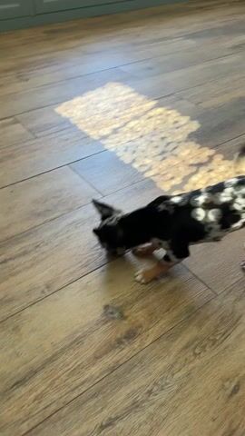 A small, spotted dog with tan and black markings is on a light brown wooden floor. Sunlight creates a patterned reflection on the floor. The dog walks into the sunlight and then looks directly at the camera. The camera pans away from the dog and shows the sunlight pattern on the floor. The camera then focuses on a tabby cat lying on its side on the wooden floor, scratching its ear with its hind leg. The cat is dark brown and black with stripes.