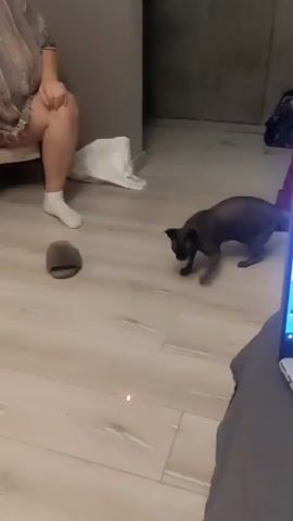 The video shows a room's interior. The flooring appears to be wood-like, light-colored planks.  In the background, a person is sitting, wearing white socks. Scattered around are a pair of slippers and a shopping bag. A small, black dog enters the frame briefly.  The camera focuses on a red laser dot moving across the floor.  A cream-colored blanket or pillow is in the foreground.  A gray piece of furniture is visible on the left edge of the frame. The voice is speaking Russian and says "Давай, беги!"
